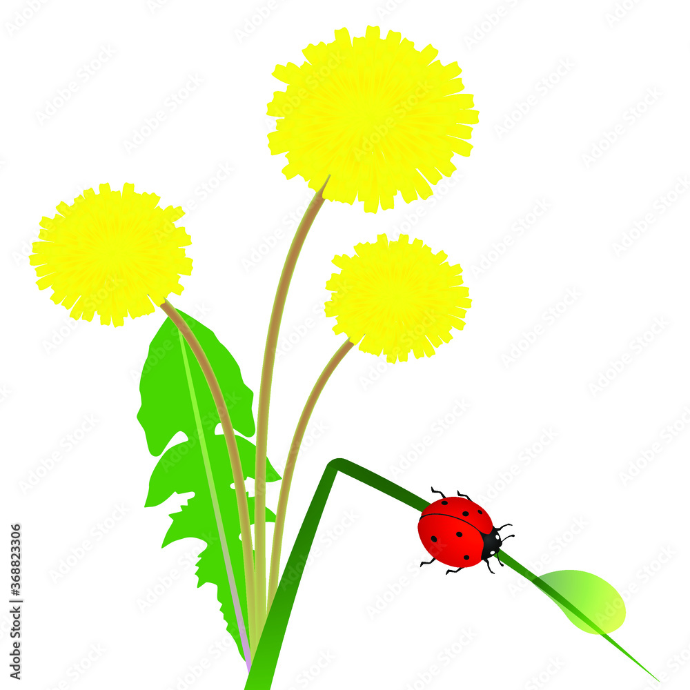 Wall mural flowers dandelion and ladybug on a blade of grass with a drop of dew.