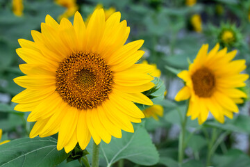 Fototapeta premium Sunflower wallpaper, floral backgrounds. Plantation of yellow flowers. Summer mood. Nature views.