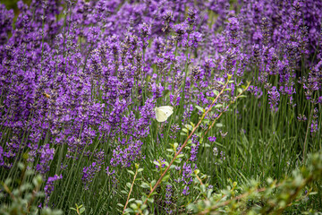 Obraz premium Lavendel