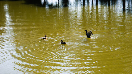 Patos saltando