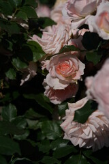 Light Pink Flower of Rose 'Yuka' in Full Bloom
