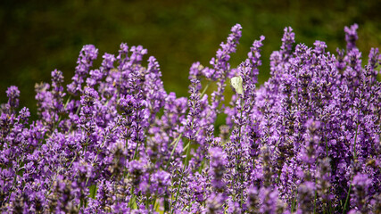 Obraz premium Lavendel