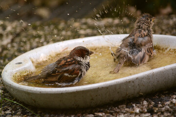 Spatzen und Sperlinge beim Wasserbad