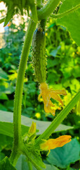 Fresh green cucumber growing in garden