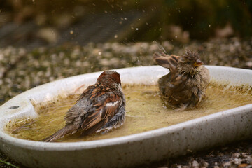 Spatzen und Sperlinge beim Wasserbad