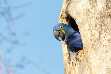 Hyacinth macaw nesting in a tree hole © giedriius