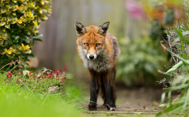 Red fox standing on green grass among flowers in the garden