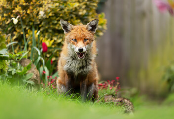 Red fox sitting in green grass in a garden
