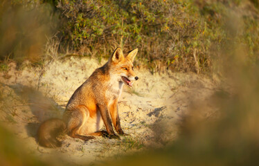 Close up of a young Red fox sitting on sand