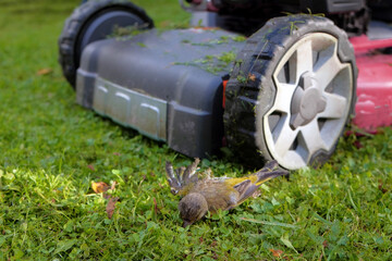 Dead bird and lawn mower