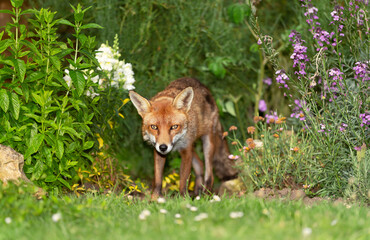 Red fox standing among the flowers in a garden