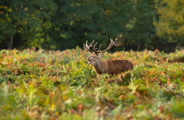 Red deer stag calling in a field of ferns during rutting season