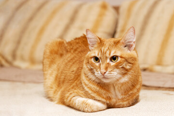 Closeup portrait of ginger domestic cat lying on the sofa. Shallow focus.