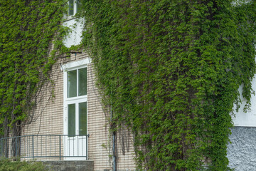 Ivy-covered multistorey building. House with large amount of ivy growing up the walls. Urban jungle. Horizontal image. Selective focus.