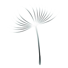 Dandelion seed, blowing in the wind isolated on white background.