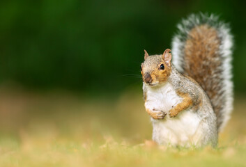 Portrait of a cute grey squirrel sitting in a meadow
