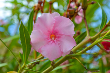 rosa Urlaubs - Blütenzauber