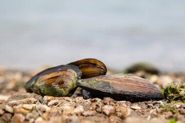 river mussel lies on the shore