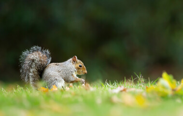 Cute grey squirrel sitting in a meadow in autumn