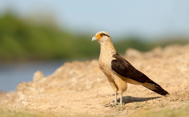 Yellow-headed caracara standing on a sandy river coast