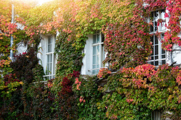 Fototapeta na wymiar Wall of the house is covered with ivy. Autumn city