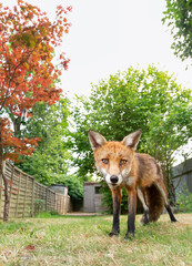 Red fox standing on grass in a garden