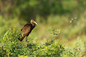 Limpkin (Aramus guarauna) perched in a tree