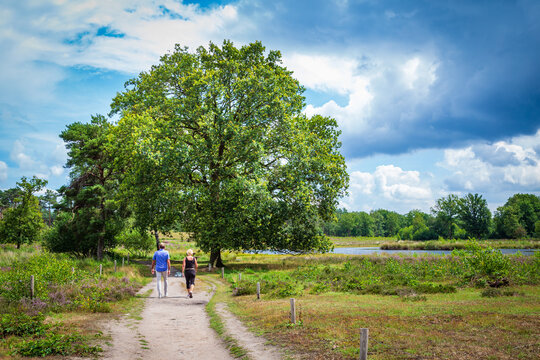 Ciouple walking in National Park Hatertse and Overasseltse Vennen in Overasselt, Gelderland Netherlands, Europe