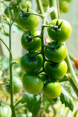 A branch of unripe tomatoes on a bush in a greenhouse. Close-up.