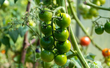 A branch of unripe tomatoes on a bush in a greenhouse. Close-up.