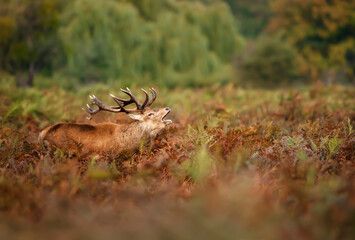 Red deer stag calling in a field of ferns