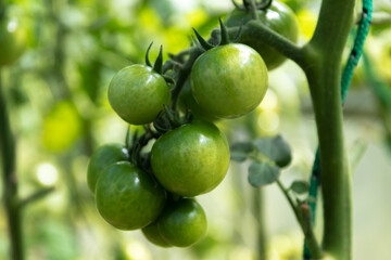 A branch of unripe tomatoes on a bush in a greenhouse. Close-up.
