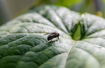 A common fly on a tomato leaf. Close-up.