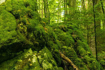 Franconian Switzerland, a region that is as Swiss as a pretzel in a fondue! Here, in the heart of...