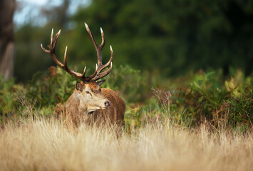 Red deer stag standing in a grass field