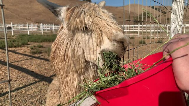 Llama chomping on big chunks of alfalfa leaves at a farm. New scientific research studies are being done in labs using antibodies in Llama blood to be re-engineered to fight coronavirus (COVID19).