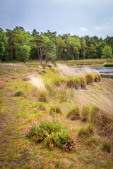 Naklejka premium Landscape of national Park Hatertse and Overasseltse Vennen in Overasselt, Gelderland Netherlands, Europe