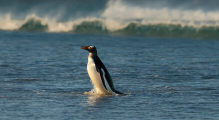 Gentoo penguin coming ashore from Atlantic ocean