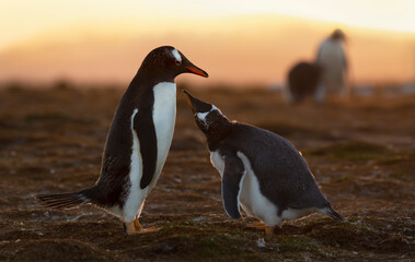 Fototapeta premium Gentoo penguin chick asking for food at sunset