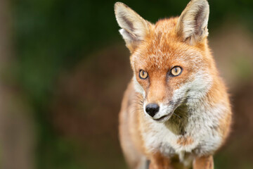 Close up of a red fox