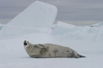 The crabeater seal (Lobodon carcinophaga), also known as the krill-eater seal.