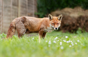 Red fox standing on grass in a garden