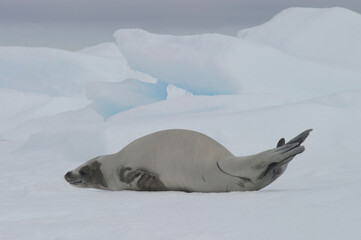 Fototapeta premium The crabeater seal (Lobodon carcinophaga), also known as the krill-eater seal.