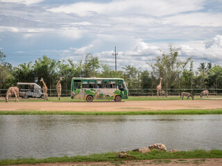 shuttle bus tour near the pool in the zoo among giraffes.