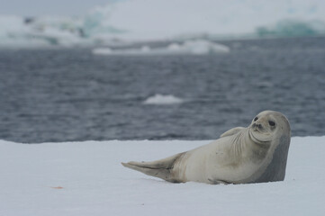 The crabeater seal (Lobodon carcinophaga), also known as the krill-eater seal.