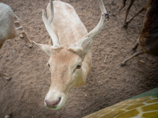 close up deer with horn at the zoo. Zoo tour on bus. Feeding deers food.