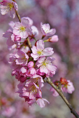 isolated cherry blossom branch
