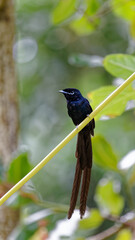 Seychellen-Paradiesschnäpper sitzt unter Katappenbaum