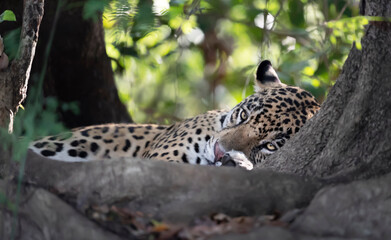 Close up of a Jaguar lying on a river bank among trees © giedriius