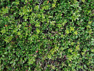 Green ground cover, ground covered with a layer of green foliage